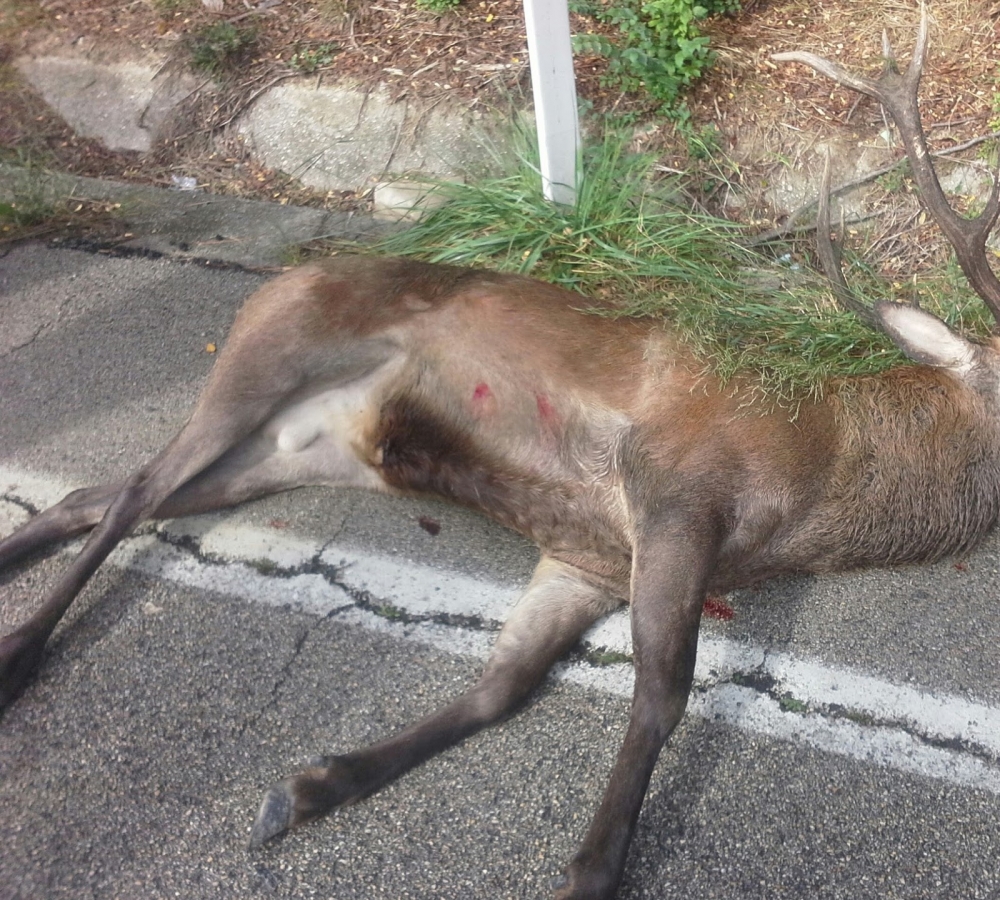 Cervo-morto.jpg